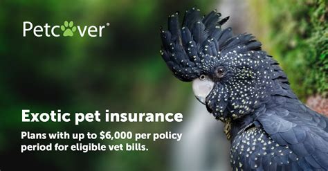 Exotic pet insurance. Things To Know About Exotic pet insurance. 